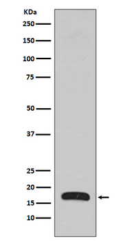 p16 ARC Rabbit mAb Antibody