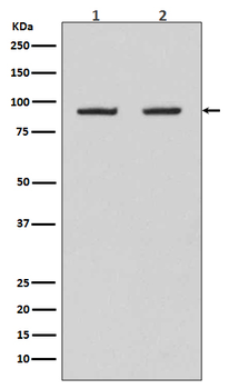 Hsp90 beta Rabbit mAb Antibody