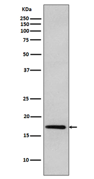 DNAJC15 Rabbit mAb Antibody