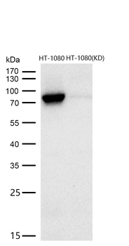 STAT3 Rabbit mAb [KD Validated] Antibody