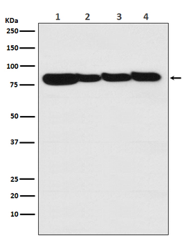 STAT3 Rabbit mAb [KD Validated] Antibody