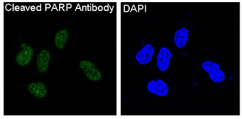 Cleaved PARP Rabbit Monoclonal Antibody