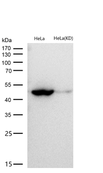 Flotillin 1 Rabbit mAb [KD Validated] Antibody