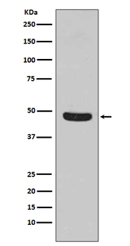 Flotillin 1 Rabbit mAb [KD Validated] Antibody