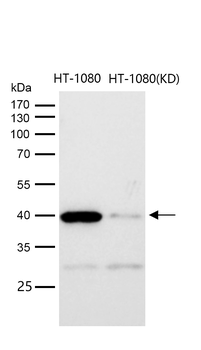 p38 MAPK Rabbit mAb [KD Validated] Antibody
