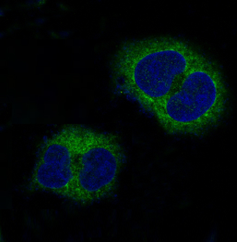 p38 MAPK Rabbit mAb [KD Validated] Antibody