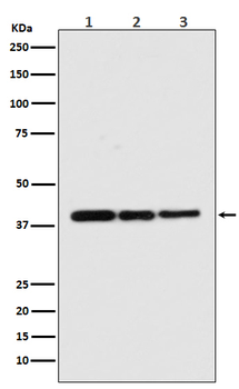 p38 MAPK Rabbit mAb [KD Validated] Antibody