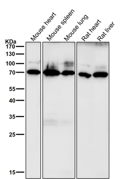 CD86 Rabbit mAb Antibody