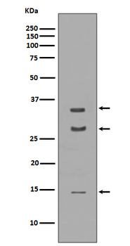 BDNF Rabbit Monoclonal Antibody