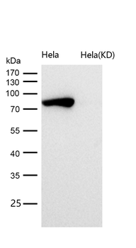 STAT1 Rabbit mAb [KD Validated] Antibody