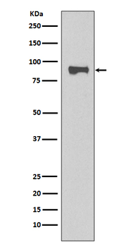 STAT1 Rabbit mAb [KD Validated] Antibody