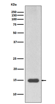 Histone H3 (mono methyl R17) Rabbit mAb Antibody