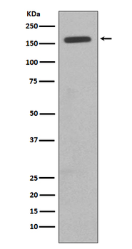 CD11b Rabbit Monoclonal Antibody