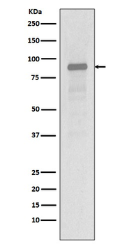 Hsp90 alpha Rabbit mAb Antibody
