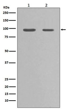 Hsp90 alpha Rabbit mAb Antibody