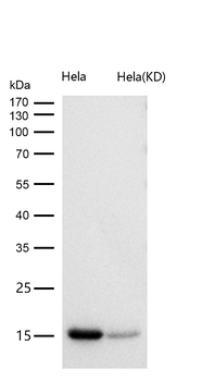 Histone H3 (acetyl K56) Rabbit mAb [KD Validated] Antibody