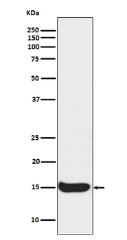 Histone H3 (acetyl K56) Rabbit mAb [KD Validated] Antibody