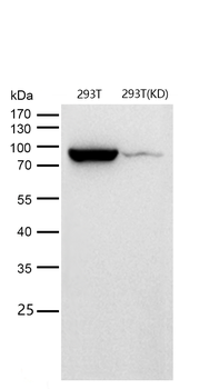 Hsp90 beta Rabbit mAb [KD Validated] Antibody