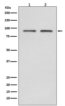 Hsp90 beta Rabbit mAb [KD Validated] Antibody