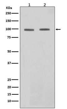 STAT6 Rabbit mAb Antibody