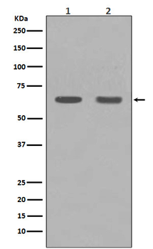 HDAC1 Rabbit mAb [KD Validated] Antibody