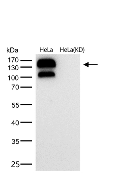 Integrin beta 1 Rabbit mAb [KD Validated] Antibody