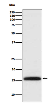 Histone H3 (di methyl K4) Rabbit mAb Antibody