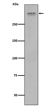 Plectin Rabbit mAb Antibody