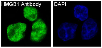 HMGB1 Rabbit Monoclonal Antibody