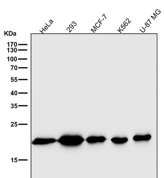 Bax Rabbit mAb Antibody