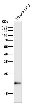 Bax Rabbit mAb Antibody