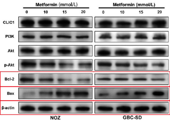 Bax Rabbit mAb Antibody