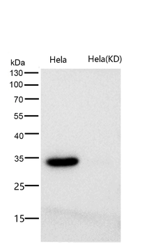 Caspase-3 Rabbit mAb [KD Validated] Antibody