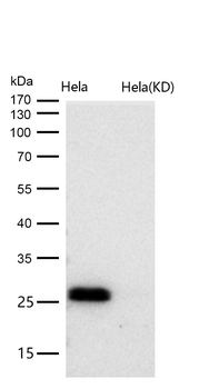 Bcl-XL Rabbit mAb [KD Validated] Antibody