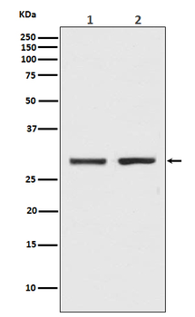 Bcl-XL Rabbit mAb [KD Validated] Antibody