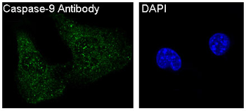 Caspase-9 Rabbit Monoclonal Antibody