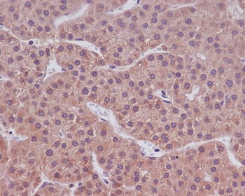 Caspase-9 Rabbit Monoclonal Antibody