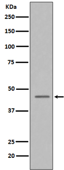 Caspase-9 Rabbit Monoclonal Antibody
