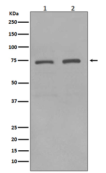KIFC1 Rabbit mAb Antibody