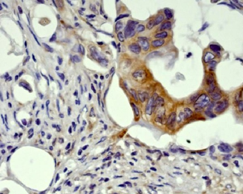 GSK3 beta Rabbit mAb [KD Validated] Antibody