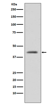 GSK3 beta Rabbit mAb [KD Validated] Antibody