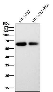 Src (Phospho-Tyr529) Rabbit mAb Antibody