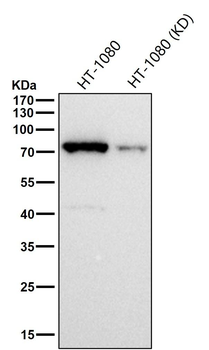 PKC alpha (Phospho-Thr497) Antibody