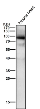 PKC alpha (Phospho-Thr497) Antibody