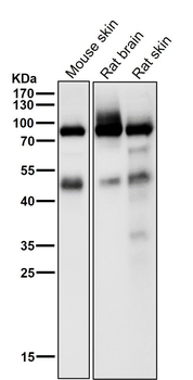 PKC alpha (Phospho-Thr497) Antibody