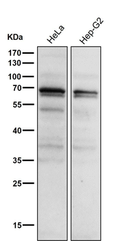 PKC alpha (Phospho-Thr497) Antibody