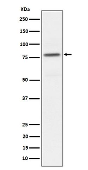 PKC alpha (Phospho-Thr497) Antibody