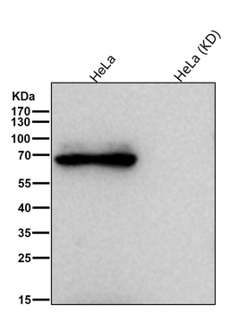 PKR (Phospho-Thr451) Antibody