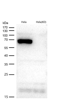 Bovine Serum Albumin Rabbit mAb Antibody
