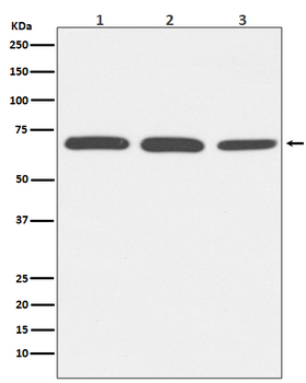 Bovine Serum Albumin Rabbit mAb Antibody